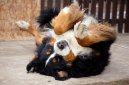 Photo: Bernese mountain dog (Dog standard)
