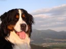 Photo: Bernese mountain dog (Dog standard)
