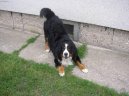 Photos: Bernese mountain dog (Dog standard) (pictures, images)