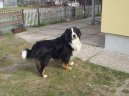 Photos: Bernese mountain dog (Dog standard) (pictures, images)