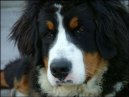 Photos: Bernese mountain dog (Dog standard) (pictures, images)