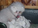 Photos: Bichon frise (Dog standard) (pictures, images)