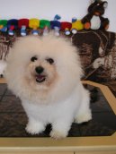 Photos: Bichon frise (Dog standard) (pictures, images)