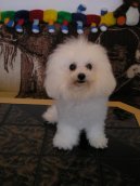 Photos: Bichon frise (Dog standard) (pictures, images)
