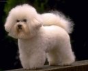 Photos: Bichon frise (Dog standard) (pictures, images)