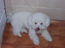 Photos: Bichon frise (Dog standard) (pictures, images)