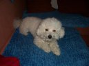 Photos: Bichon frise (Dog standard) (pictures, images)