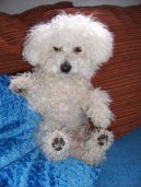 Photos: Bichon frise (Dog standard) (pictures, images)