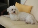 Photos: Bichon frise (Dog standard) (pictures, images)