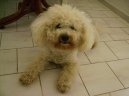 Photo: Bichon frise (Dog standard)