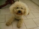 Photos: Bichon frise (Dog standard) (pictures, images)