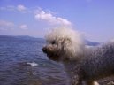 Photo: Bichon frise (Dog standard)