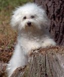 Photos: Bichon frise (Dog standard) (pictures, images)