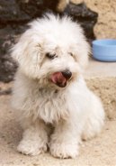 Photos: Bichon frise (Dog standard) (pictures, images)