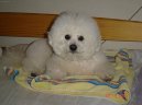 Photos: Bichon frise (Dog standard) (pictures, images)