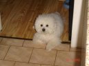 Photos: Bichon frise (Dog standard) (pictures, images)