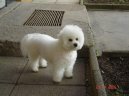 Photos: Bichon frise (Dog standard) (pictures, images)