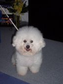 Photos: Bichon frise (Dog standard) (pictures, images)