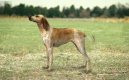 Photos: Billy (Dog standard) (pictures, images)