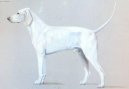 Photos: Billy (Dog standard) (pictures, images)