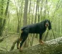 Photo: Black and tan coonhound (Dog standard)