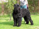 Photo: Black Russian Terrier (Dog standard)