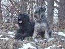 Photo: Black Russian Terrier (Dog standard)