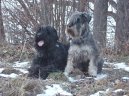 Photos: Black Russian Terrier (Dog standard) (pictures, images)