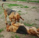 Photos: Bloodhound (Dog standard) (pictures, images)