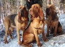 Photos: Bloodhound (Dog standard) (pictures, images)