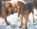 Photos: Bloodhound (Dog standard) (pictures, images)