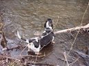 Photo: Blue gascony basset (Dog standard)
