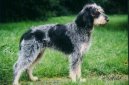 Photo: Blue gascony griffon (Dog standard)