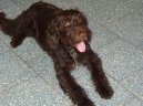 Photo: Bohemian wire-haired pointing griffon (Dog standard)