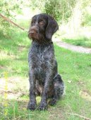 Photo: Bohemian wire-haired pointing griffon (Dog standard)