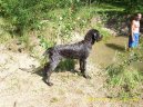 Photo: Bohemian wire-haired pointing griffon (Dog standard)