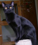 Photo: Bombay (Cat)