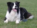 Photos: Border collie (Dog standard) (pictures, images)