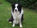 Photos: Border collie (Dog standard) (pictures, images)