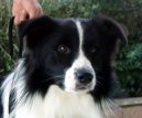 Photos: Border collie (Dog standard) (pictures, images)