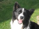 Photos: Border collie (Dog standard) (pictures, images)