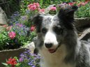 Photos: Border collie (Dog standard) (pictures, images)