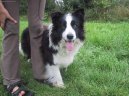 Photos: Border collie (Dog standard) (pictures, images)