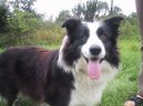 Photos: Border collie (Dog standard) (pictures, images)