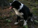 Photos: Border collie (Dog standard) (pictures, images)