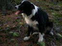 Photo: Border collie (Dog standard)