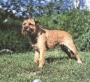 Photos: Border terrier (Dog standard) (pictures, images)