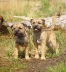 Photos: Border terrier (Dog standard) (pictures, images)