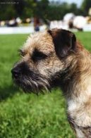 Photos: Border terrier (Dog standard) (pictures, images)