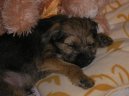Photos: Border terrier (Dog standard) (pictures, images)